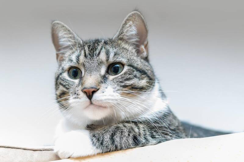 Nahaufnahme einer grau-weiß getigerten Katze mit grünen Augen, die aufmerksam nach rechts blickt, im Kontext von Jenseitskontakt zum Tier mit Medium Jana Lorenz