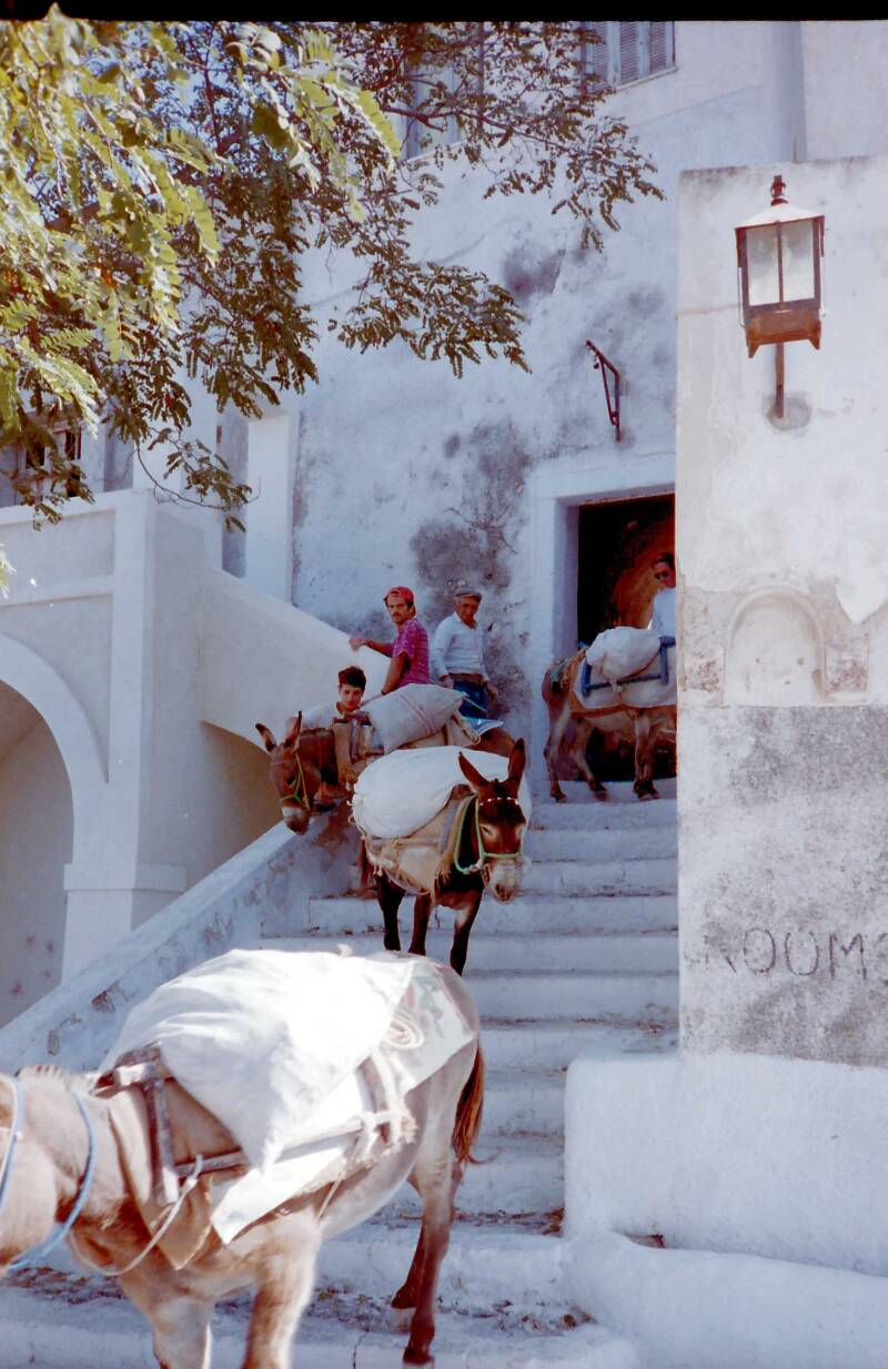 Donkey Greek Rides
