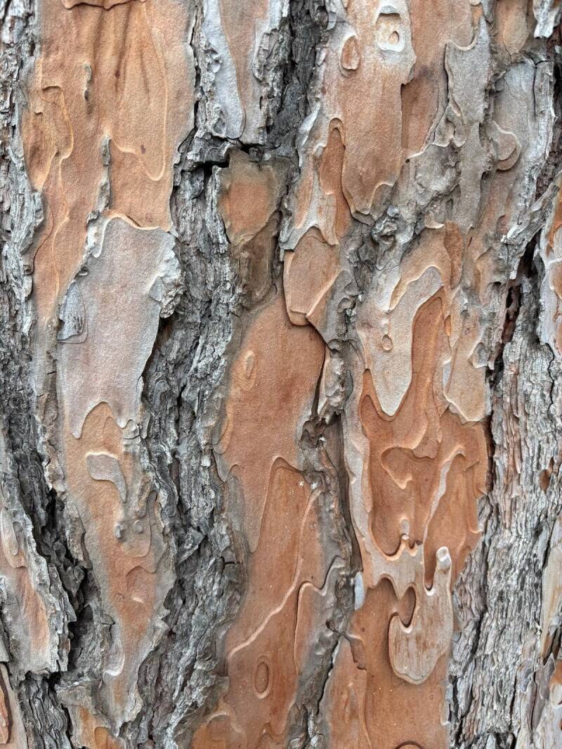Tree Of Life