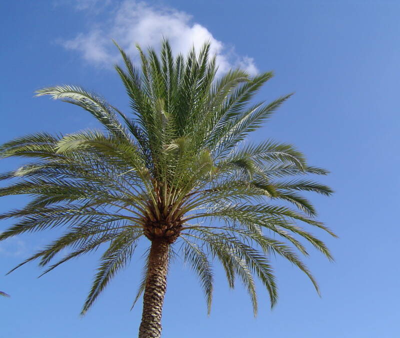Ibiza Life