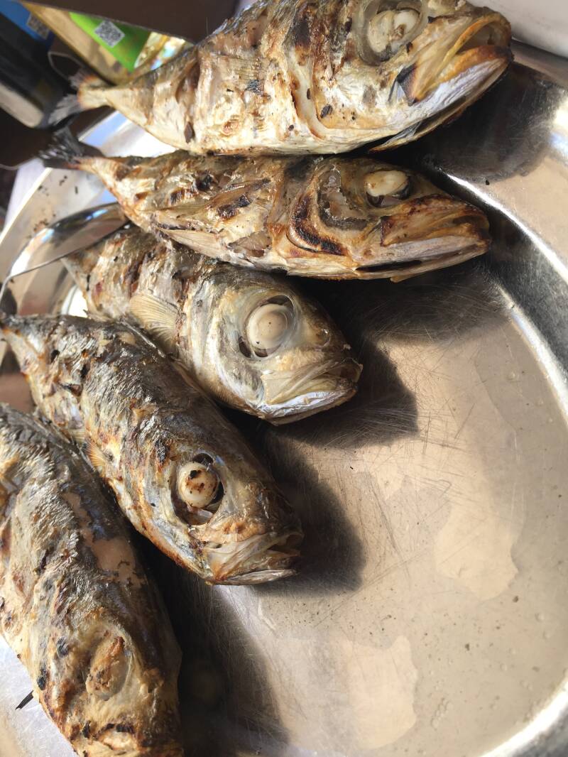 Fish
