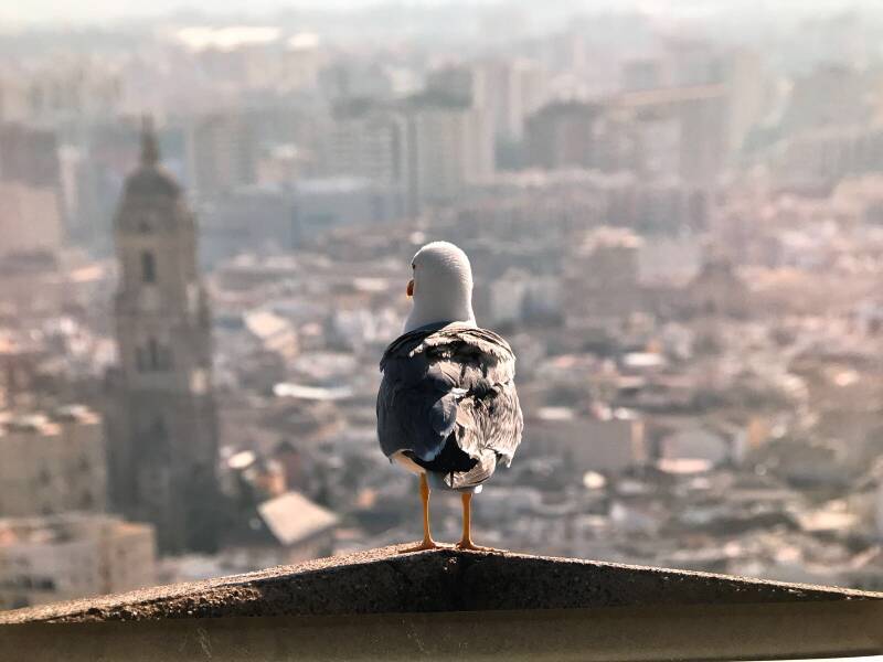 Birds View