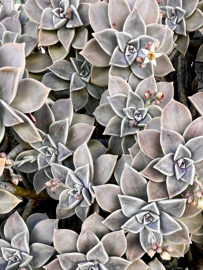 Grey Perfection
