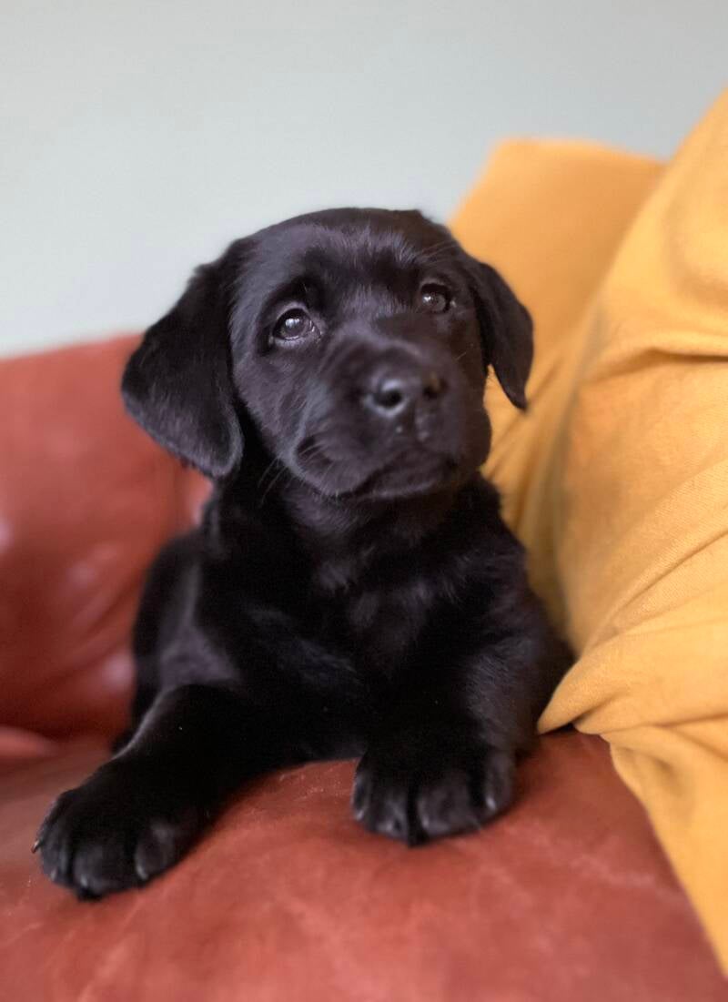 A Smart Pupper
