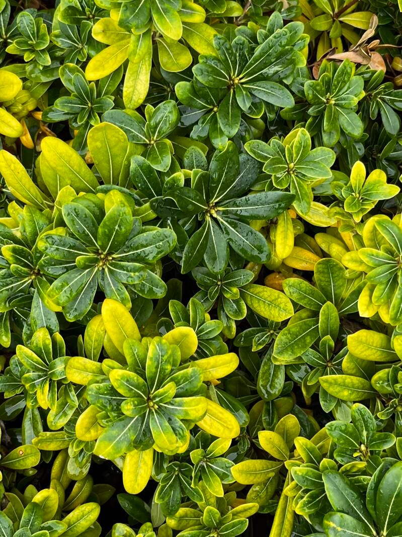 Green Perfection