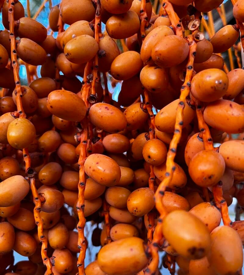 Dates