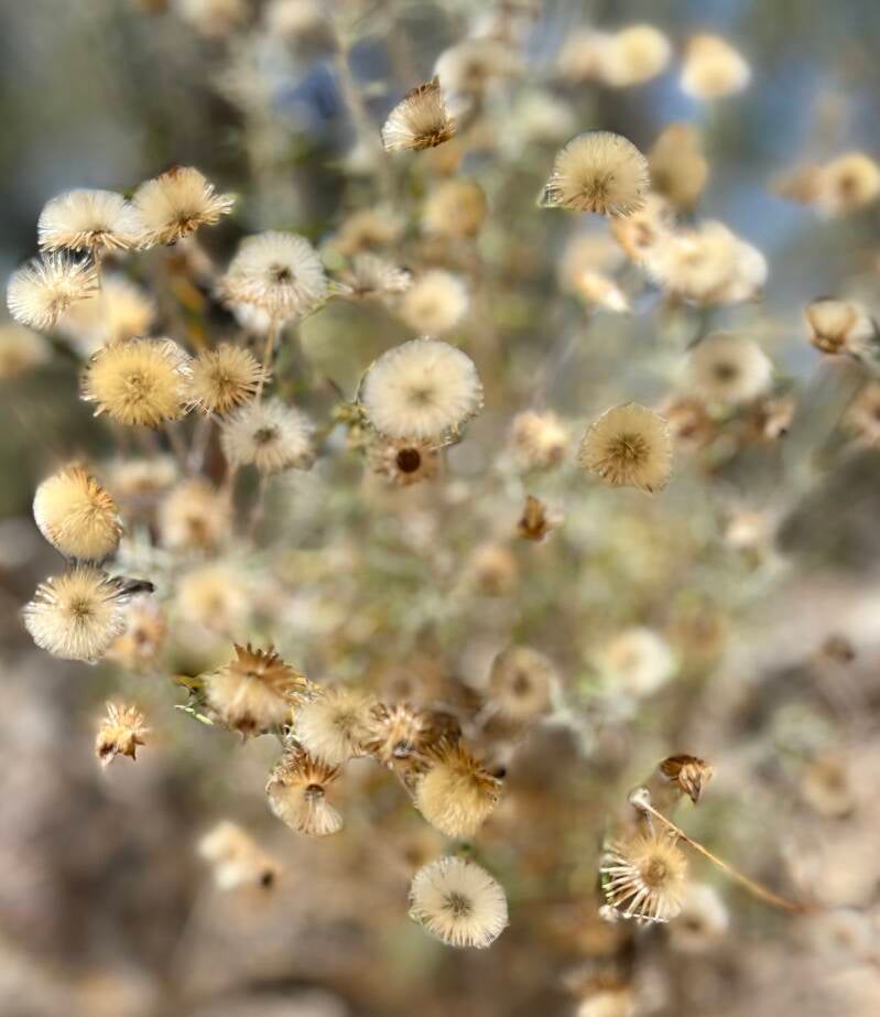 Blanco