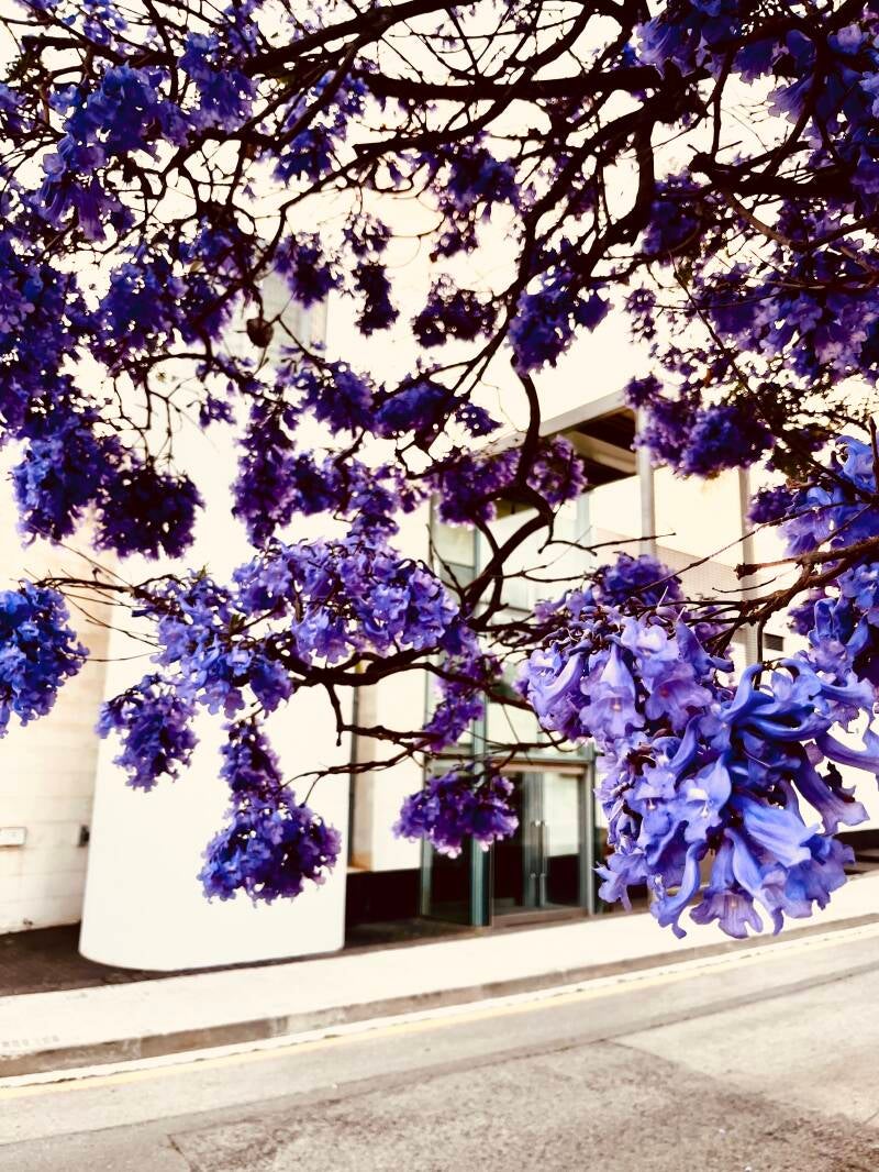 Lavender