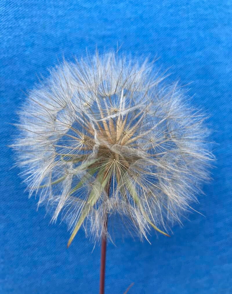 Blow