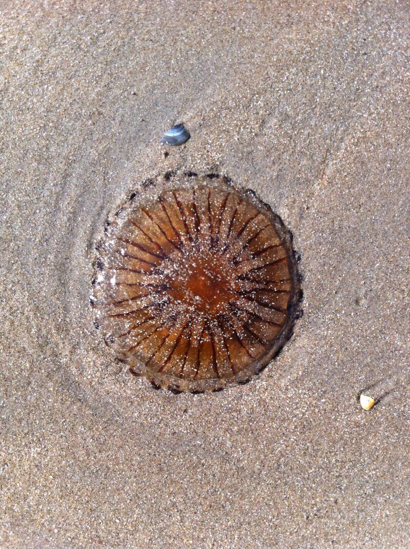All From The Sea