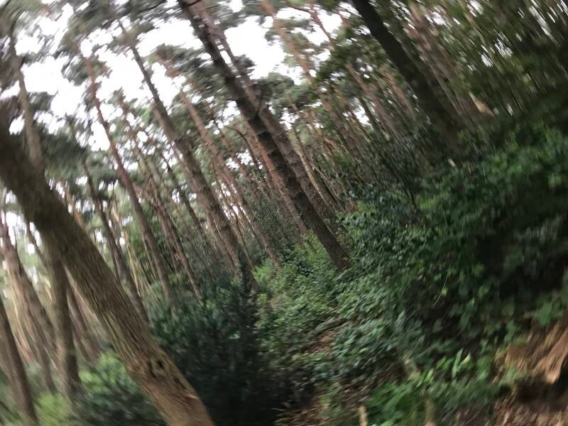 Circle Tree