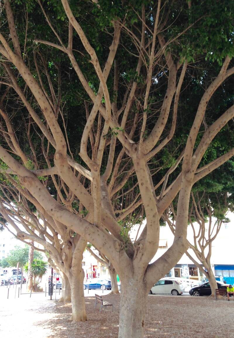 Bark Up A Tree