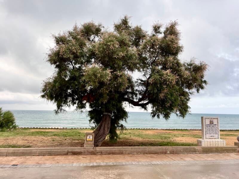 The Arbol