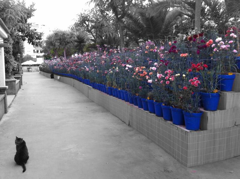 Lines In Blue