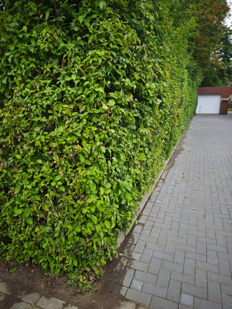 Heckenpflege entlang eines Grundstücks