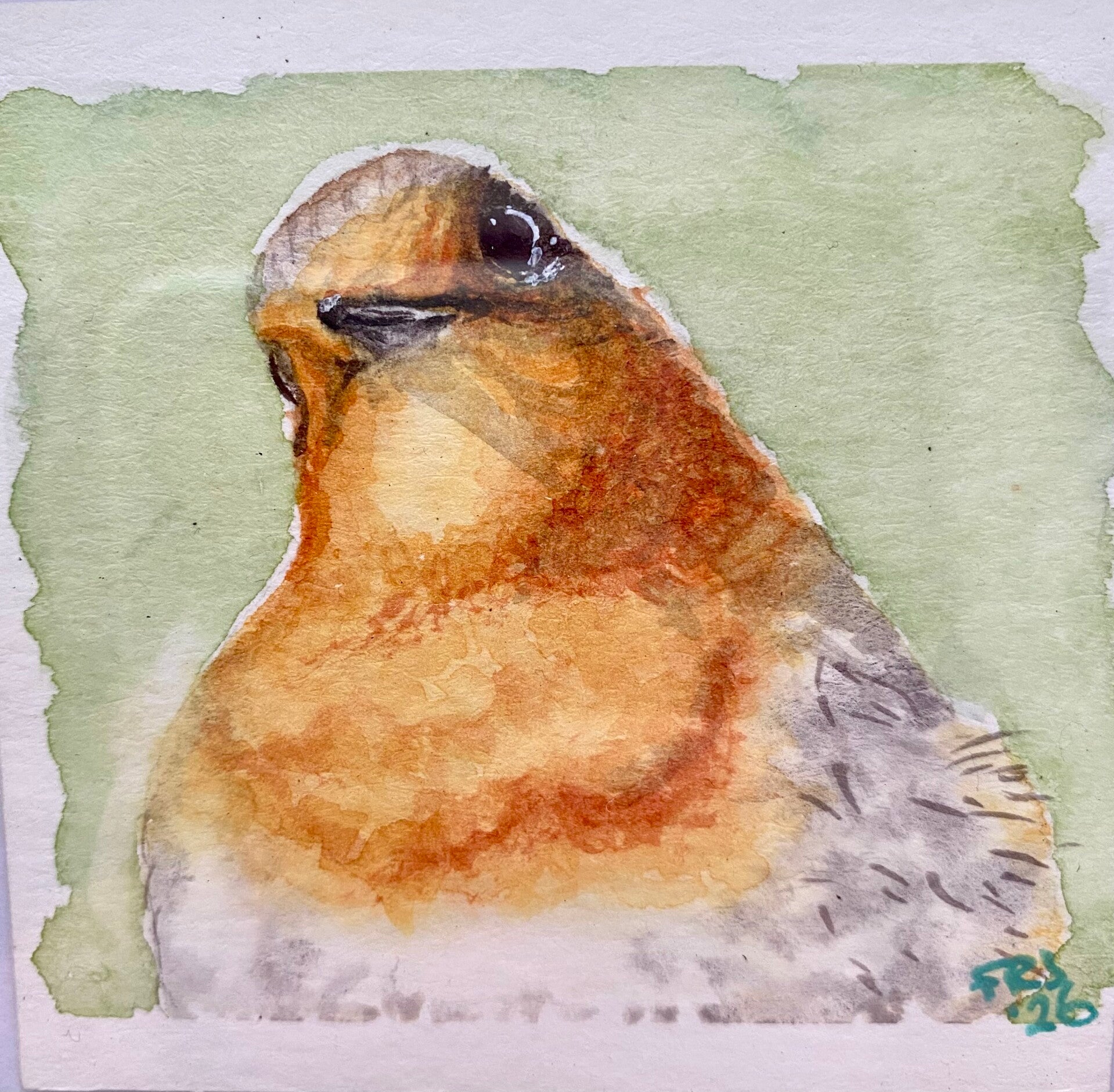 Vogelportretten serie 8x8cm