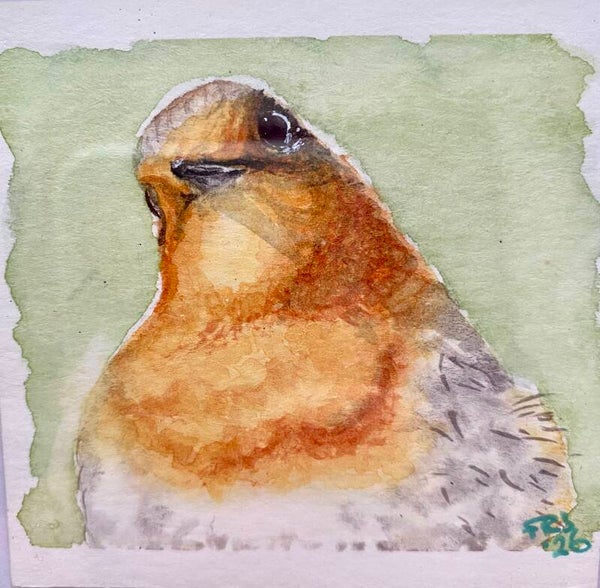 Vogelportretten serie 8x8cm