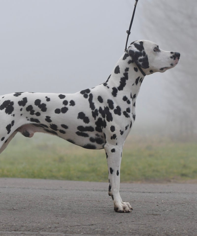 Dalmatiner Deckrüde