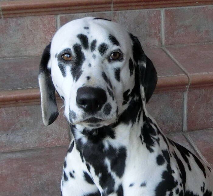 Dalmatiner Hündin sucht ein neues Zuhause