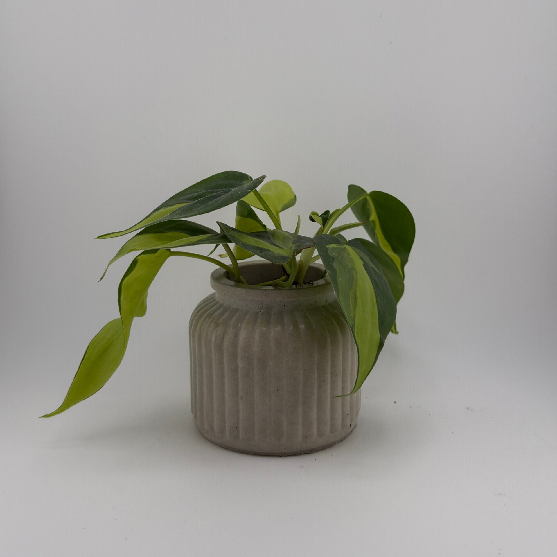 Runder Beton-Blumentopf – 5,5 cm