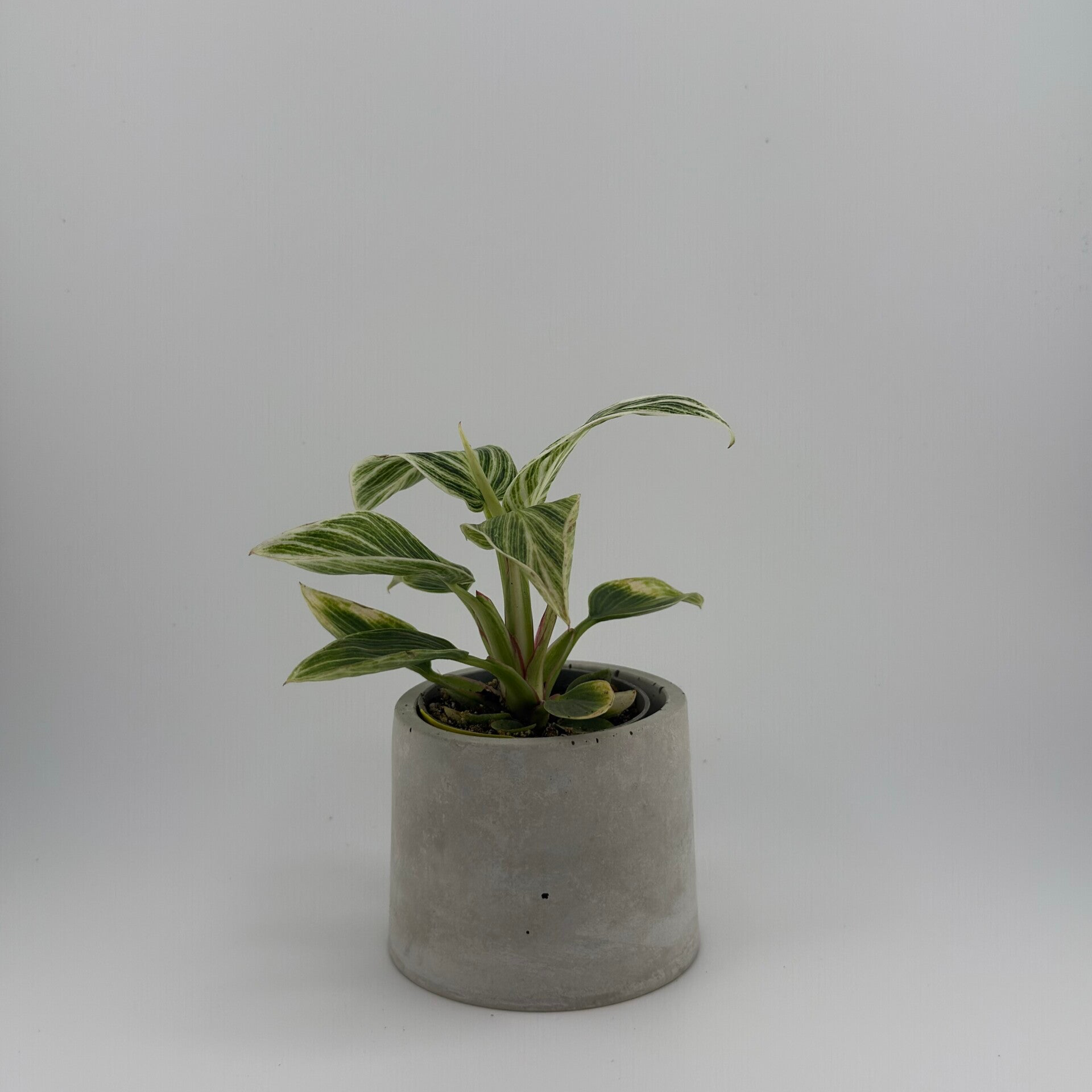 Runder Betonblumentopf