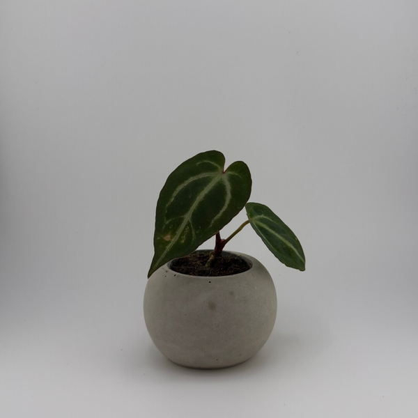 Runder Betonblumentopf – Groß (6 cm)