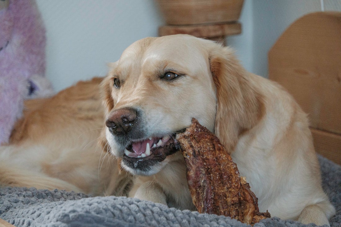 Bliksem met kauwsnack