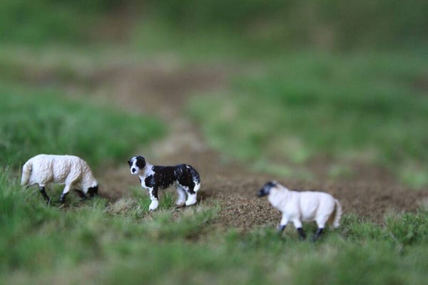 VP Border Collie – H0