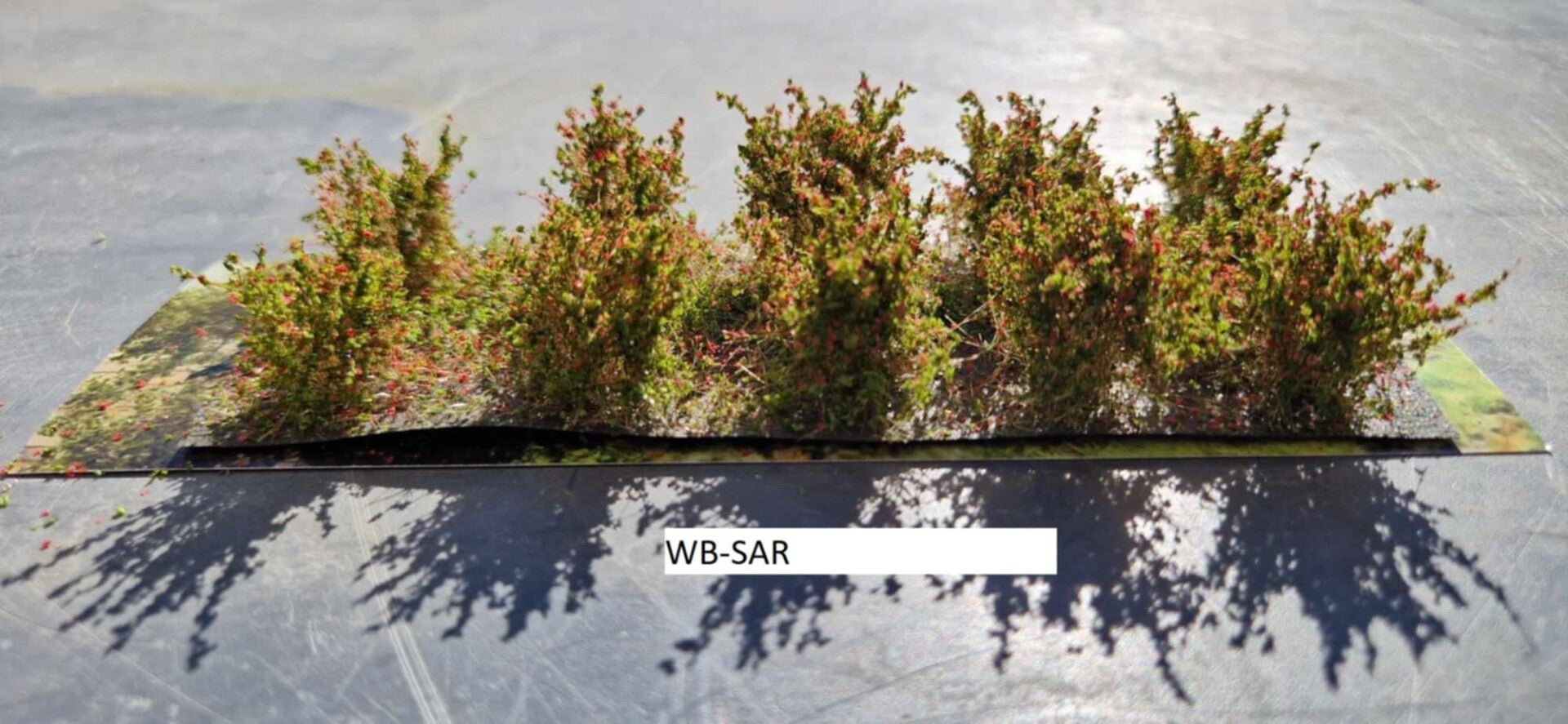 Struiken type A Martin Welberg kleur Rood