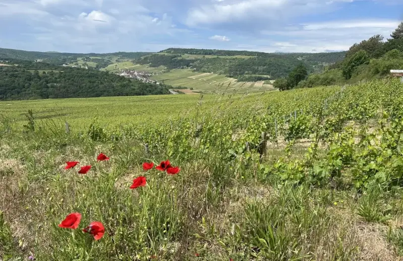 Les chemins de Meursault