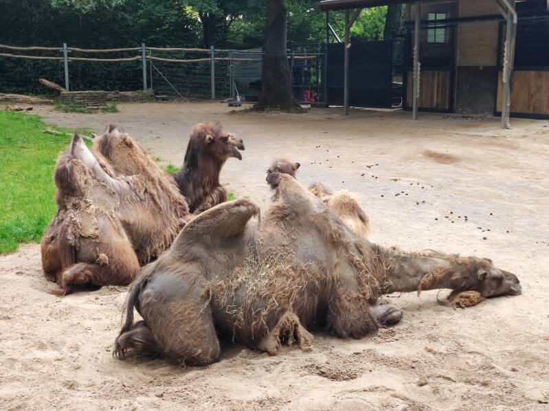 Pause im Zoo Dortmund