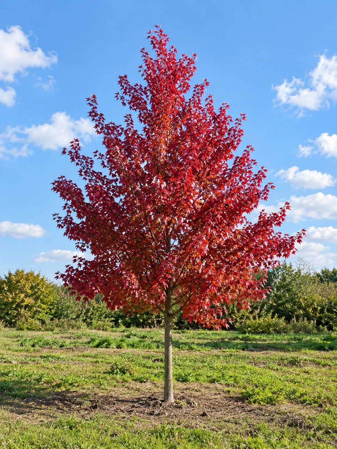 Acer rubrum 'Fairview Flame' (rode esdoorn)