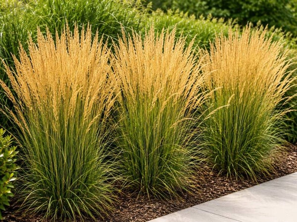 Calamagrostis x acutiflora 'Karl Foerster' (Pluimstruisriet)