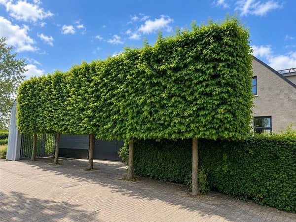 Carpinus betulus - leivorm (haagbeuk)