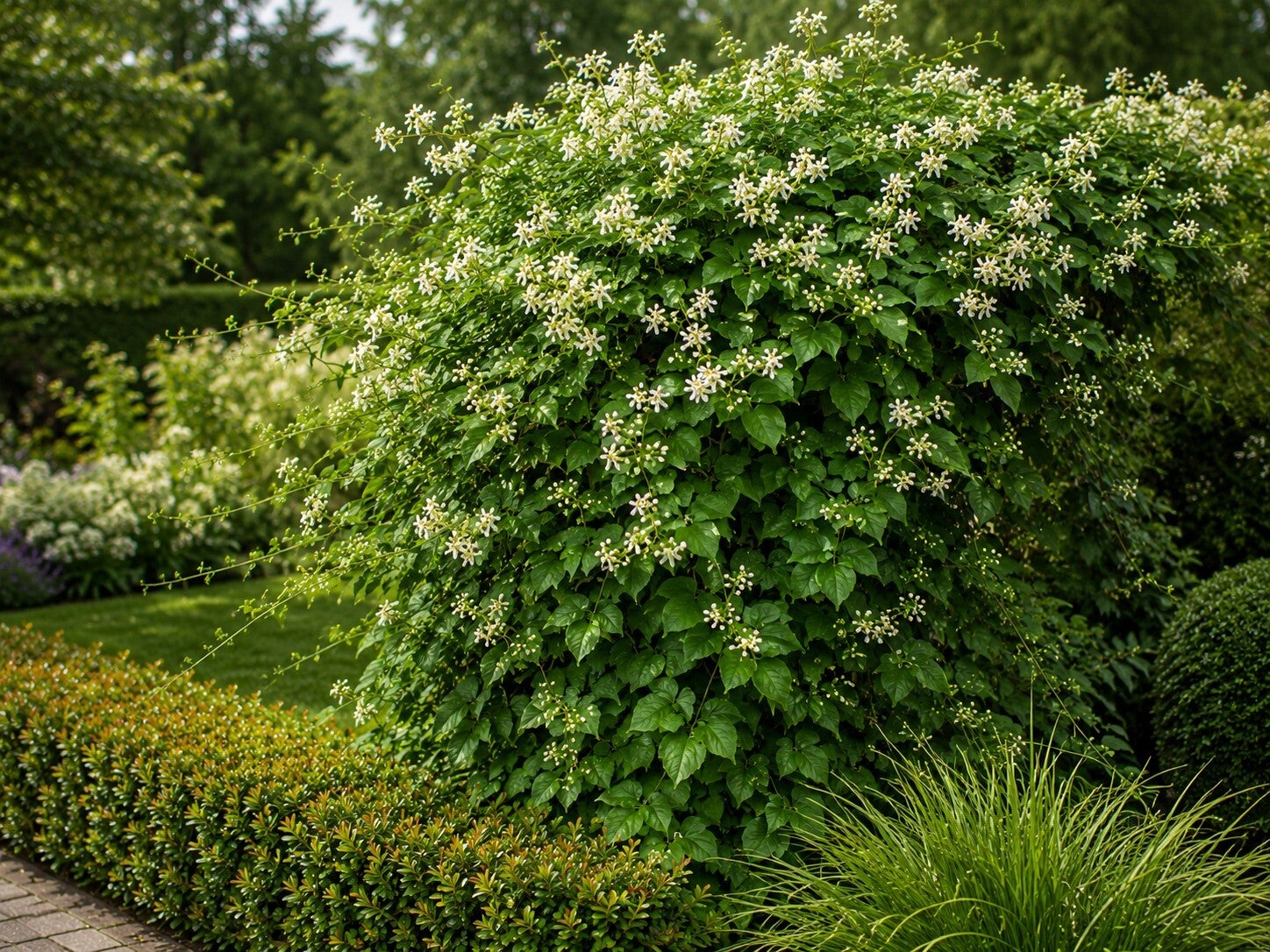 Clematis vitalba (Wilde bosrank)