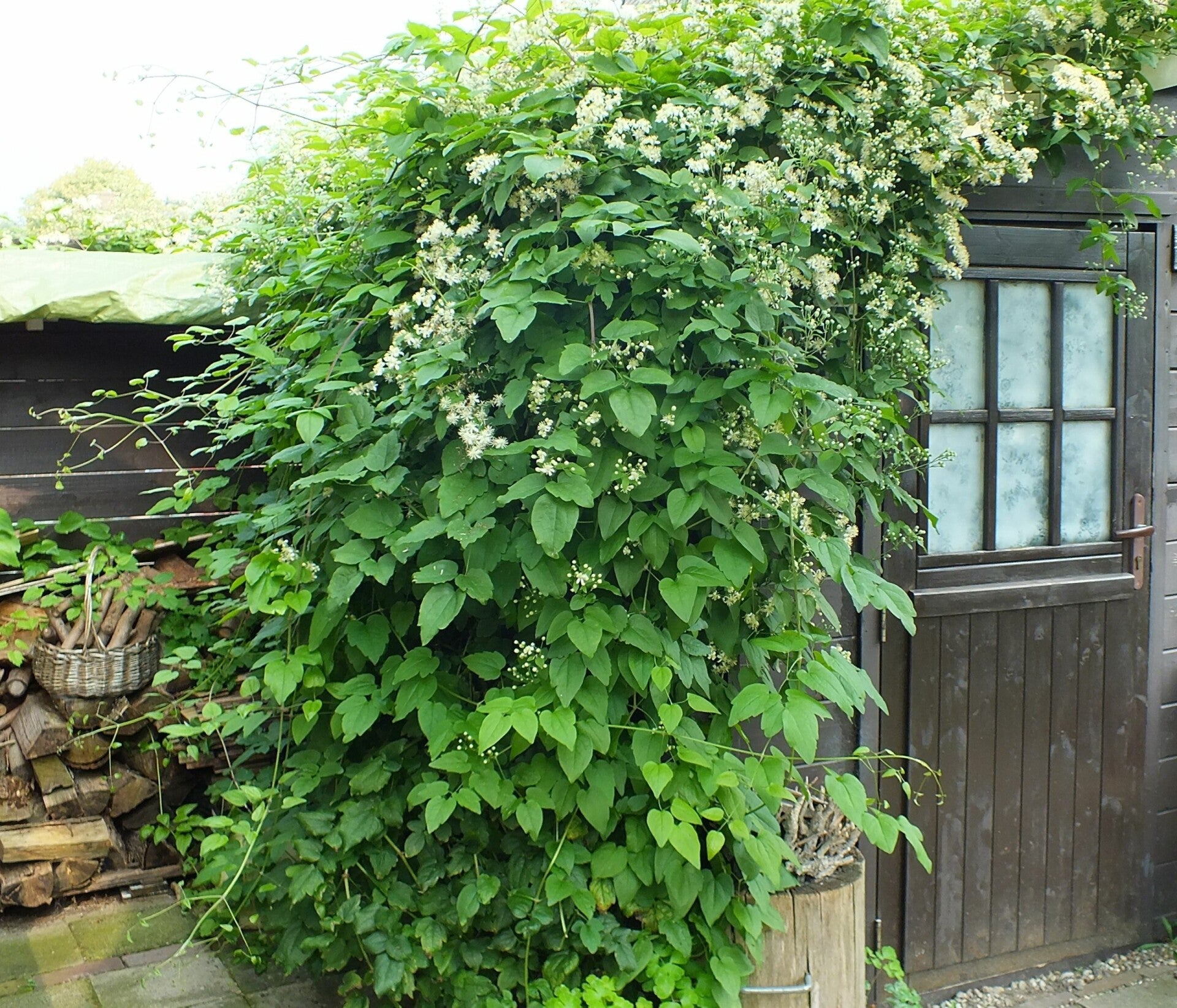 Clematis vitalba (Wilde bosrank)