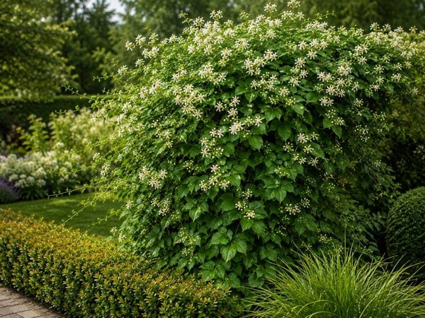 Clematis vitalba (Wilde bosrank)