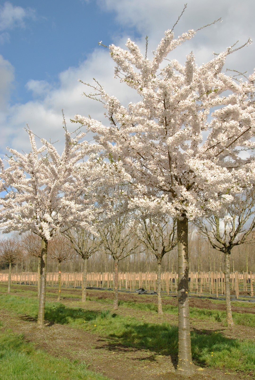 Prunus x yedoensis (Sierkers)