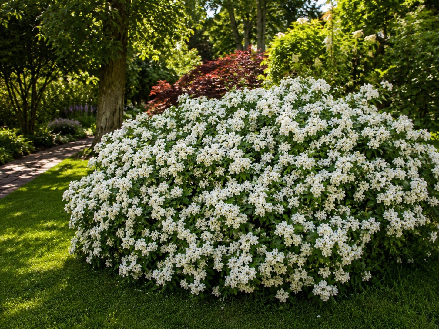 Choisya ternata (Mexicaanse Oranjebloesem)