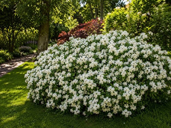 Choisya ternata (Mexicaanse Oranjebloesem)