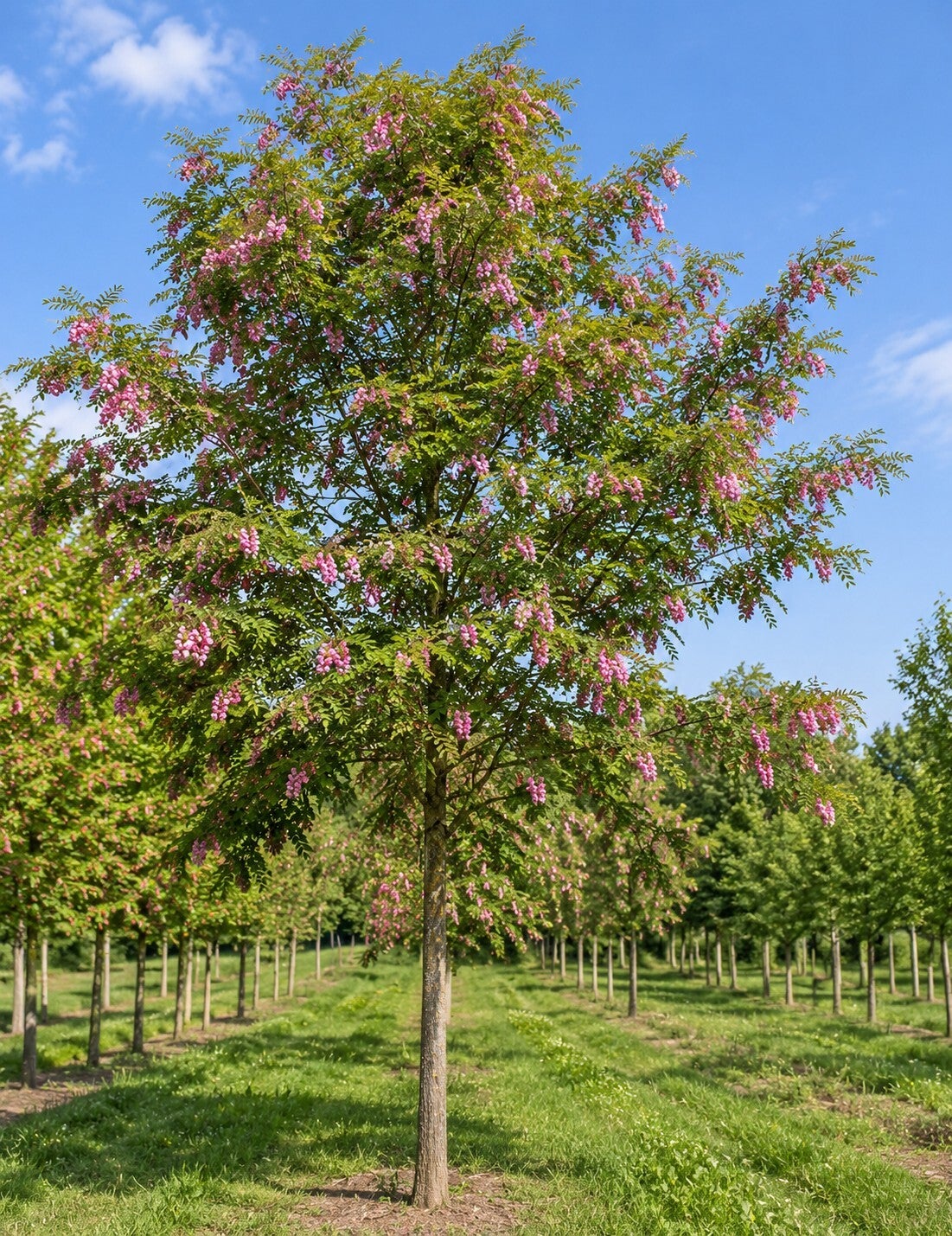 Robinia margaretta 'Casque Rouge' (acacia)
