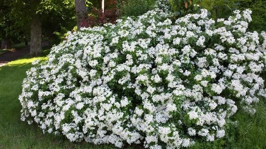 Choisya ternata (Mexicaanse Oranjebloesem)