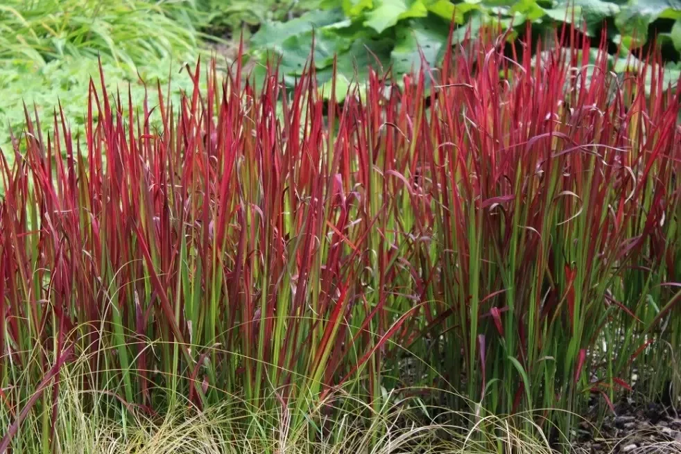 Imperata cylindrica 'Red Baron' (Japans bloedgras)