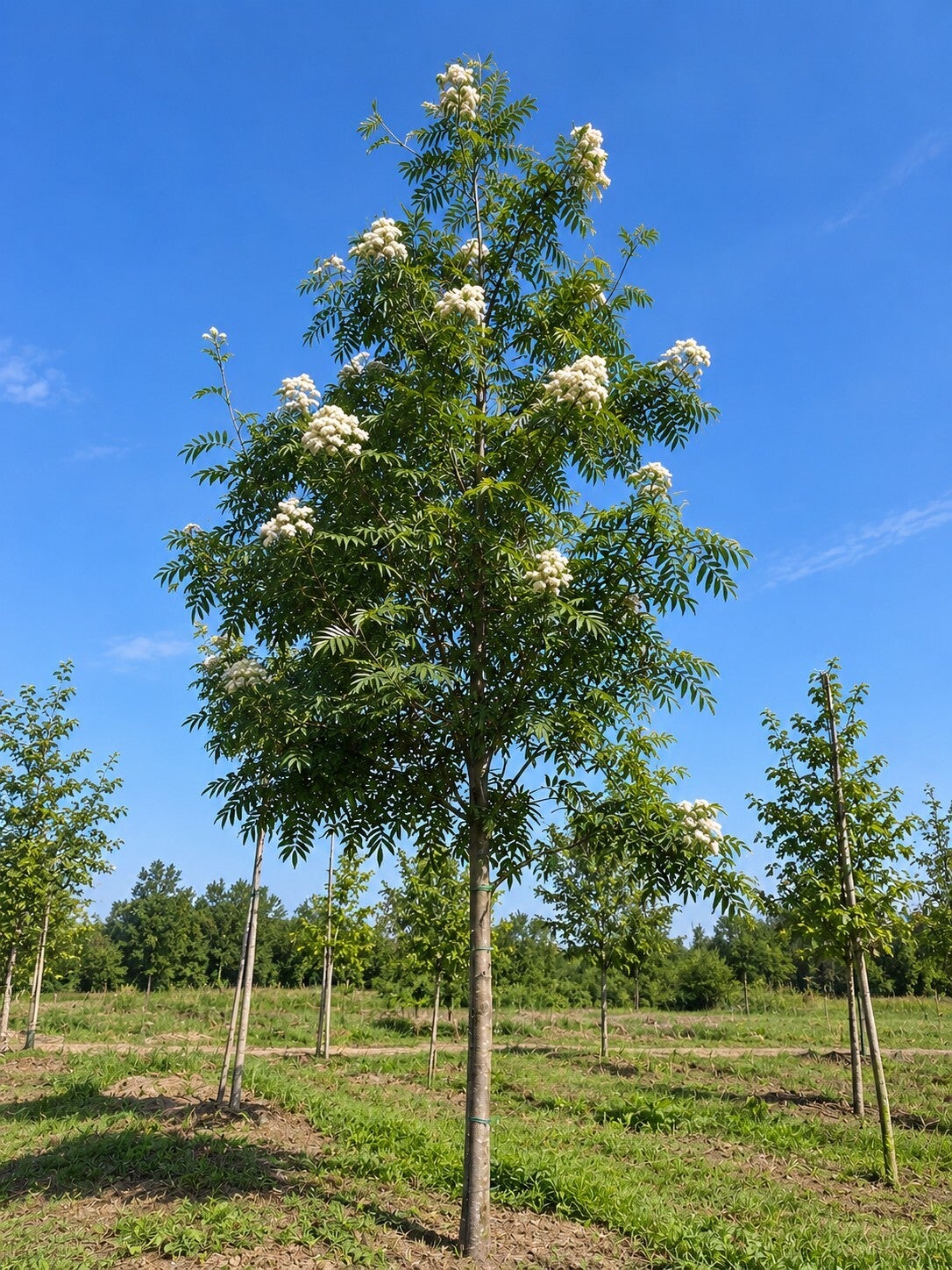 Sorbus 'Dodong' (lijsterbes)