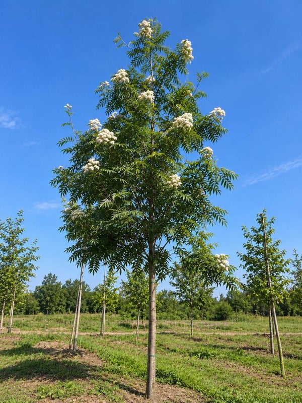 Sorbus 'Dodong' (lijsterbes)