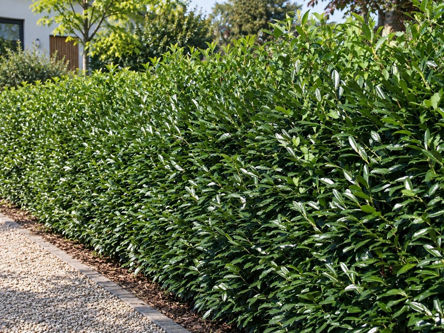 Prunus laurocerasus 'Caucasica' (laurierkers)