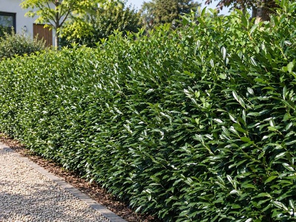 Prunus laurocerasus 'Caucasica' (laurierkers)