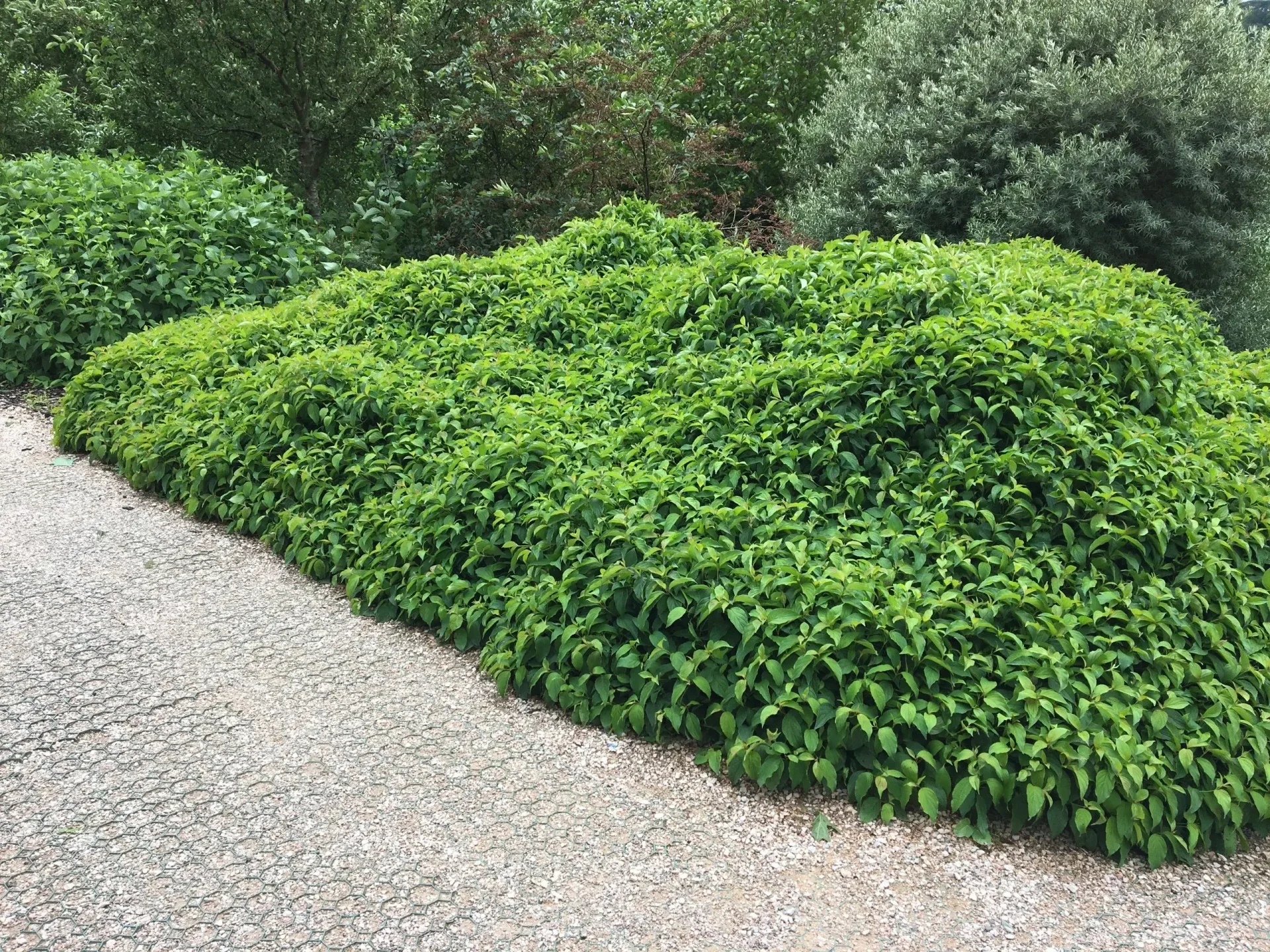 Cornus sericea 'Kelseyi' (Dwergkornoelje)