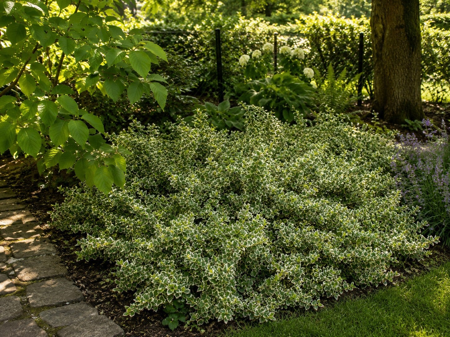 Euonymus fortunei 'Emerald Gaiety' (Kardinaalsmuts)