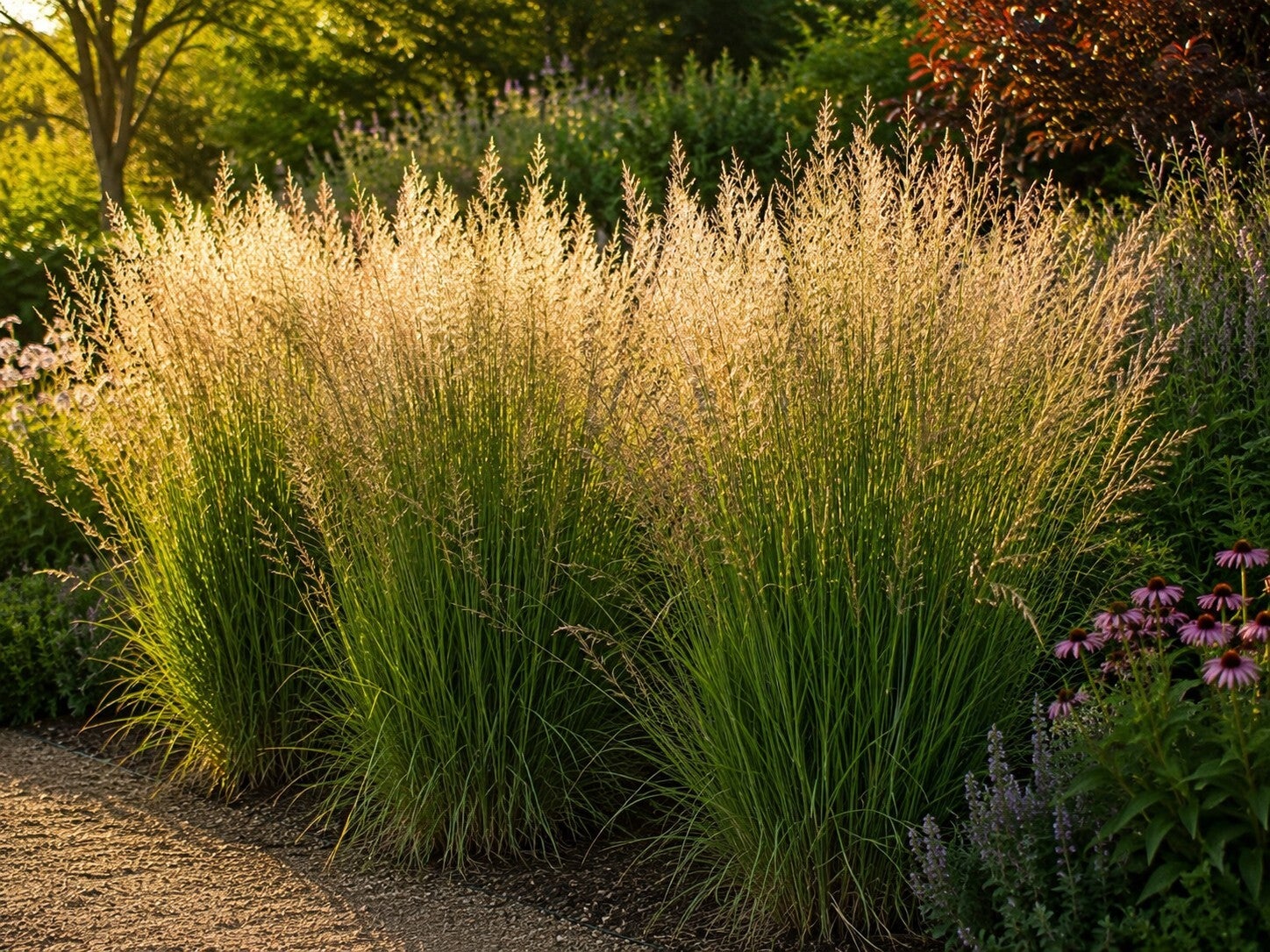 Panicum virgatum 'Heavy Metal' (Vingergras)